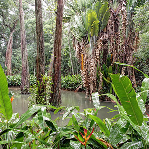 Nationalpark Tijuca, Rio de Janeiro