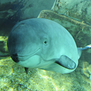 Vancouver Aquarium Marine Science Centre, Vancouver