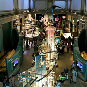 National Museum of Natural History, Washington D.C.