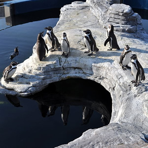 Ozeaneum Stralsund, Stralsund