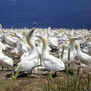 Île Bonaventure, Gaspé Peninsula