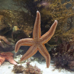 Aquarium de La Rochelle, La Rochelle