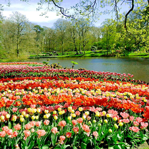 Keukenhof, Lisse