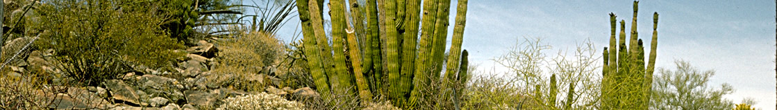 Organ Pipe Cactus National Monument