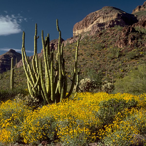 Organ Pipe Cactus National Monument, Organ Pipe Cactus National Monument