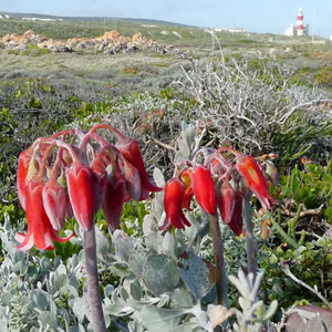 Agulhas-Nationalpark, L´Agulhas