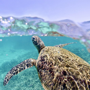 Ningaloo Reef, Ningaloo Reef