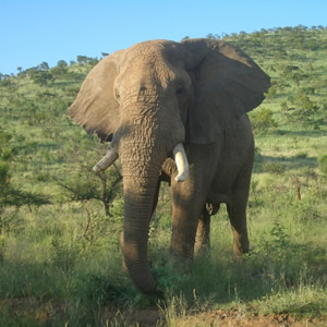 Pilanesberg-Nationalpark, Pilanesberg-Nationalpark