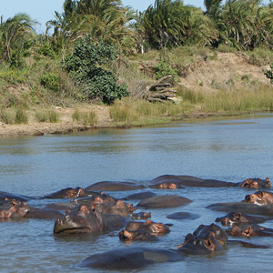 ISimangaliso Wetland Park, St. Lucia (KwaZulu-Natal)